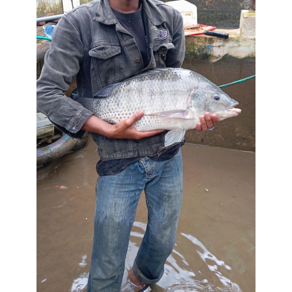 Bibit Mujair Nirwana 4 Ukuran 4 cm – Isi 50 Ekor berat 2300 gram