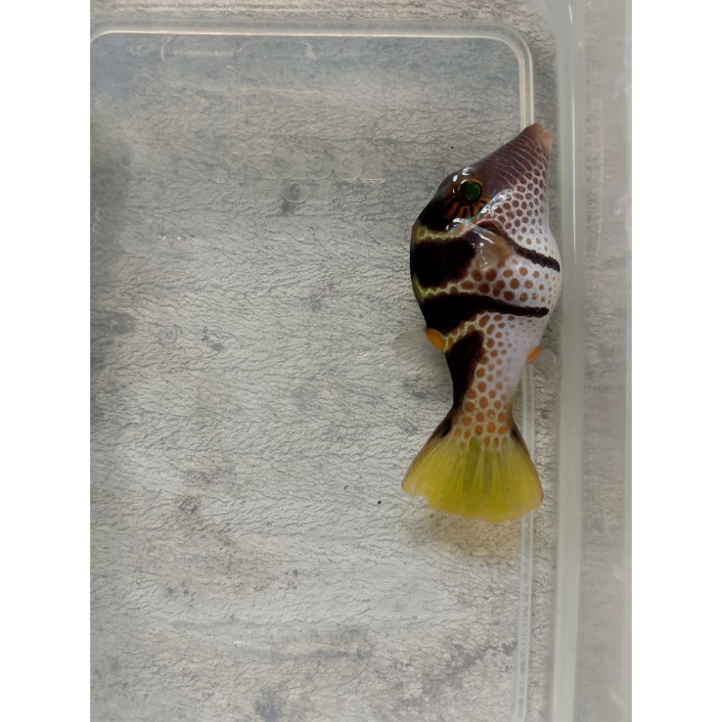 Ikan Hias Air Laut Buntal Valentini (Saddle Valentini Puffer)