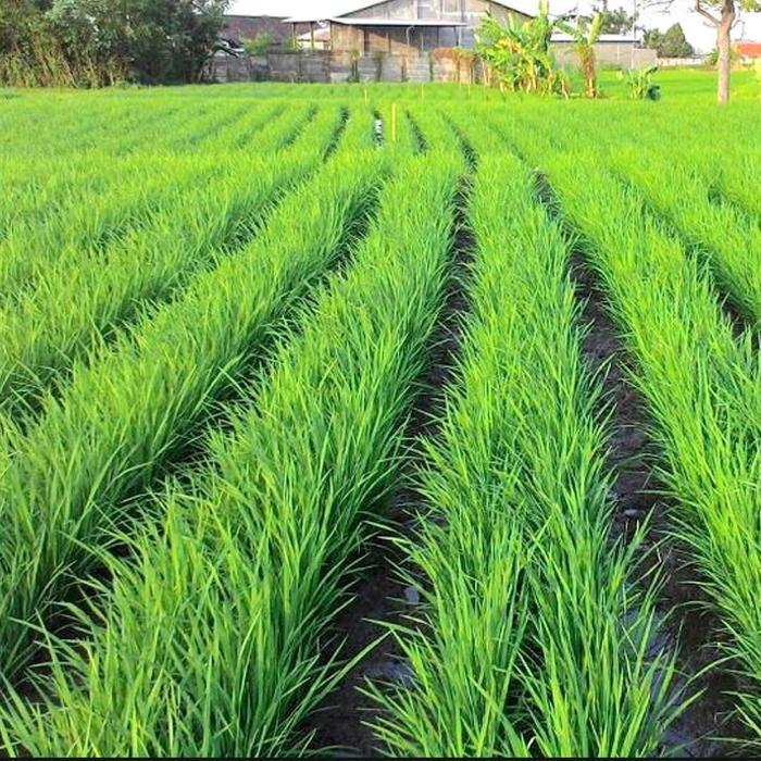 Benih Padi Bibit Mapan p05 Primasid Mapan 05 Hibrida 1kg