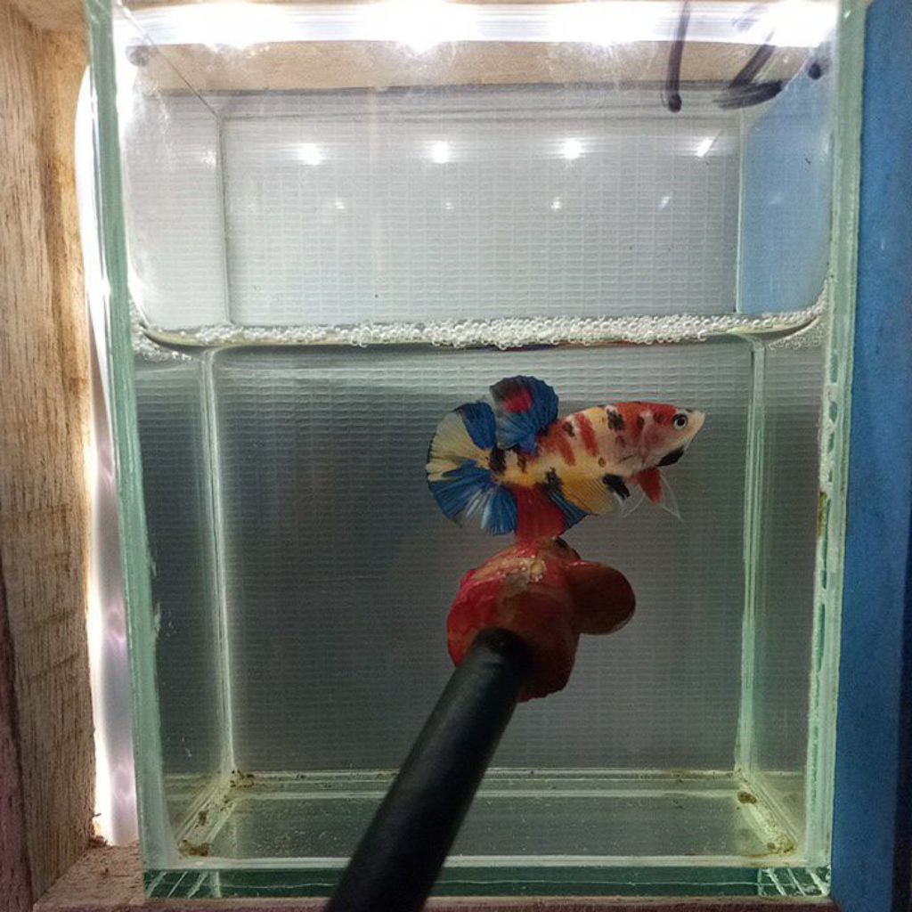 betta fish