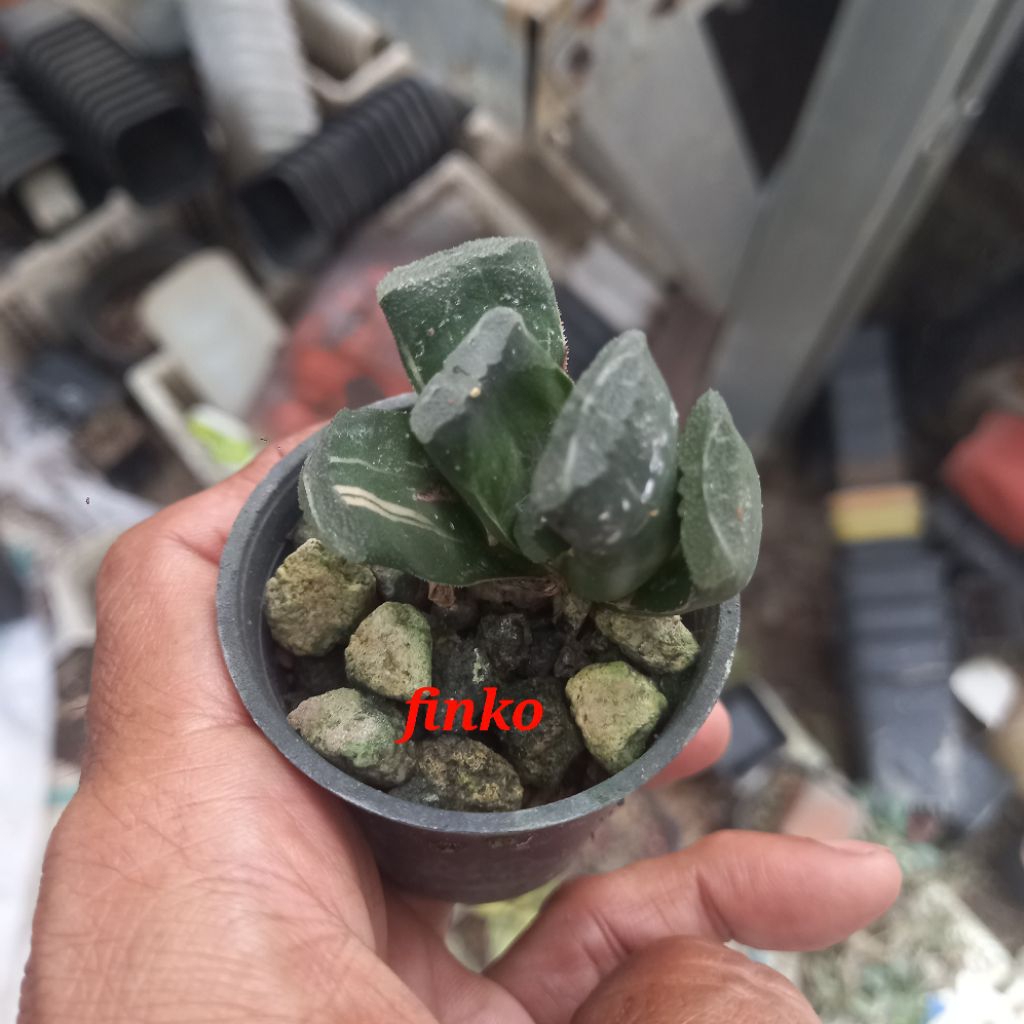 haworthia truncata variegata