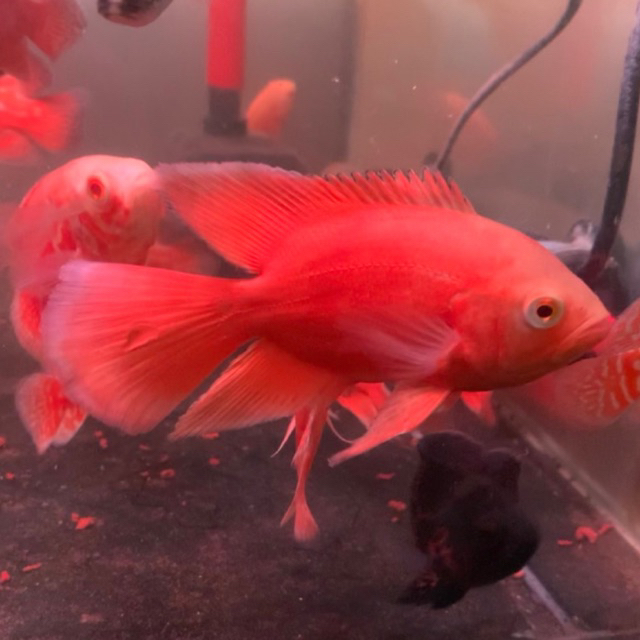 Hiasan Aquarium - Oscar Red Chili Slayer -+ 9cm
