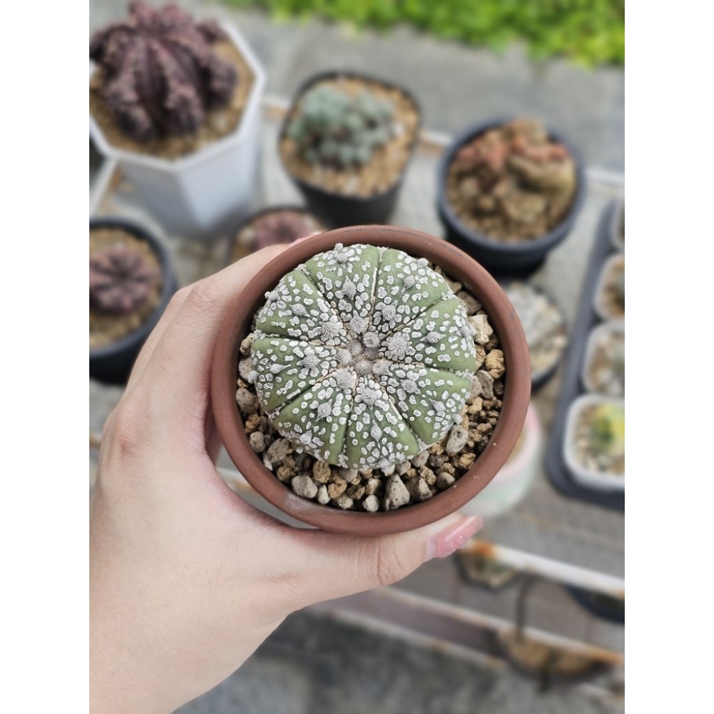 Kaktus astro astrophytum super kabuto indukan