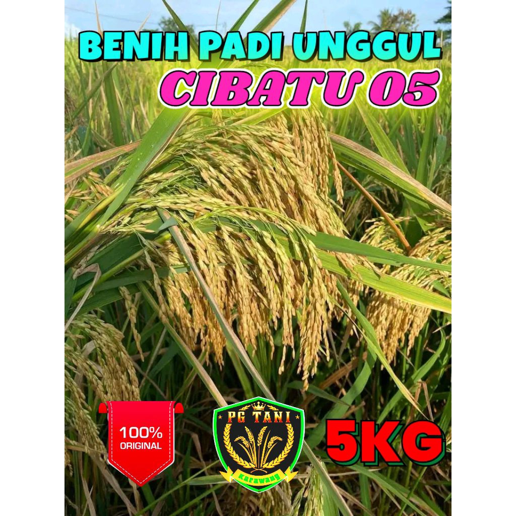 BENIH PADI UNGGUL BERKUALITAS CIBATU 05 KEMASAN 5KG