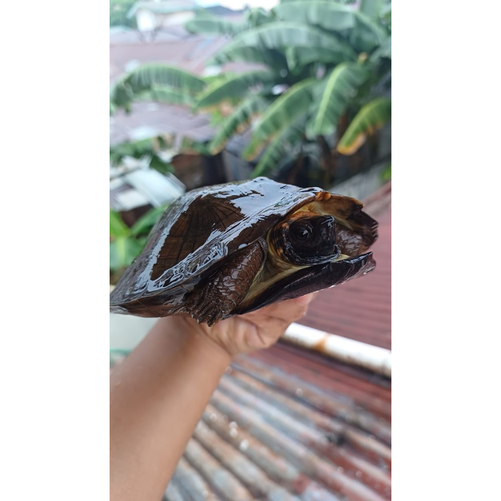 Kura kura Daun hiasan aquarium cyclemys dentata