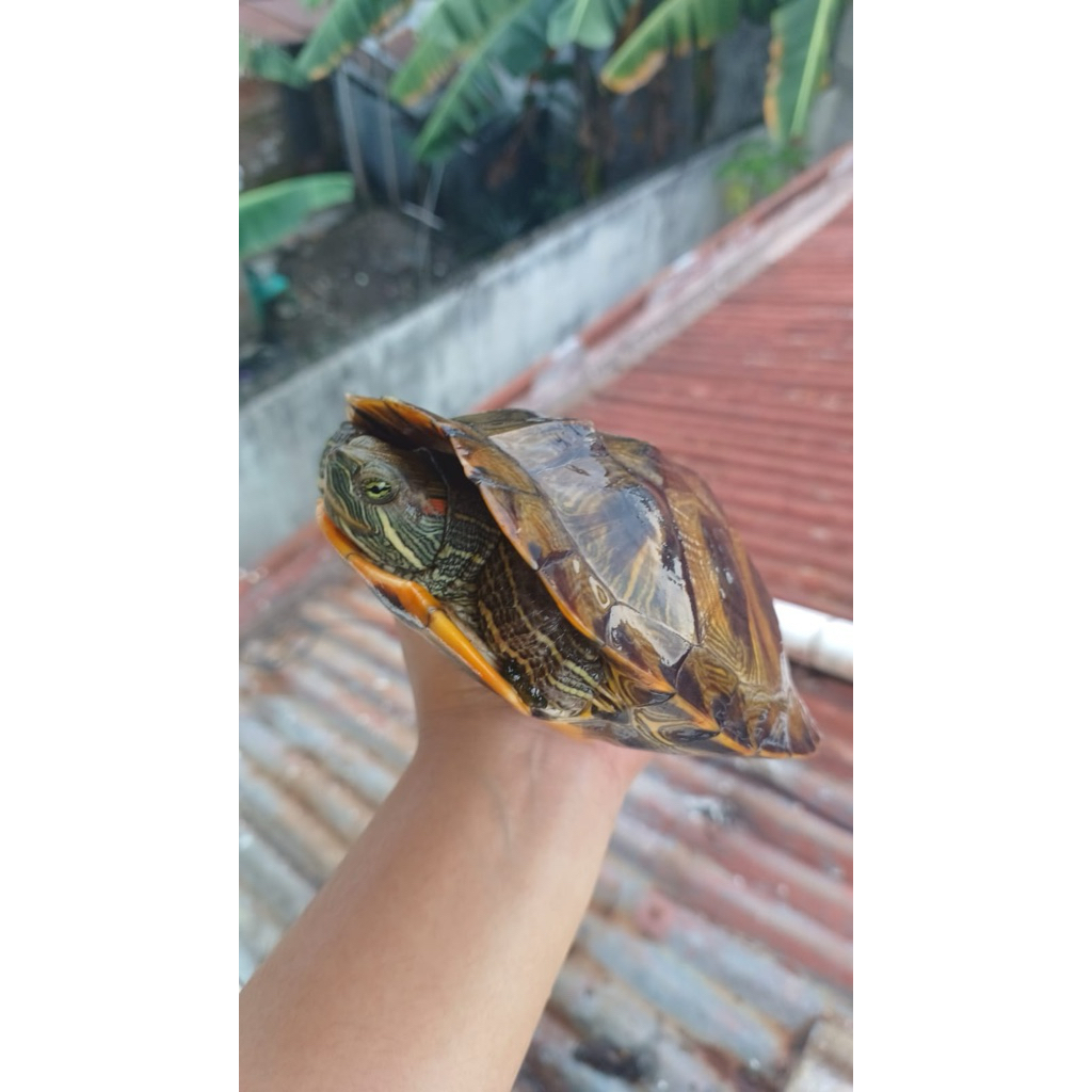 Kura kura Brazil size breed indukan hiasan aquarium