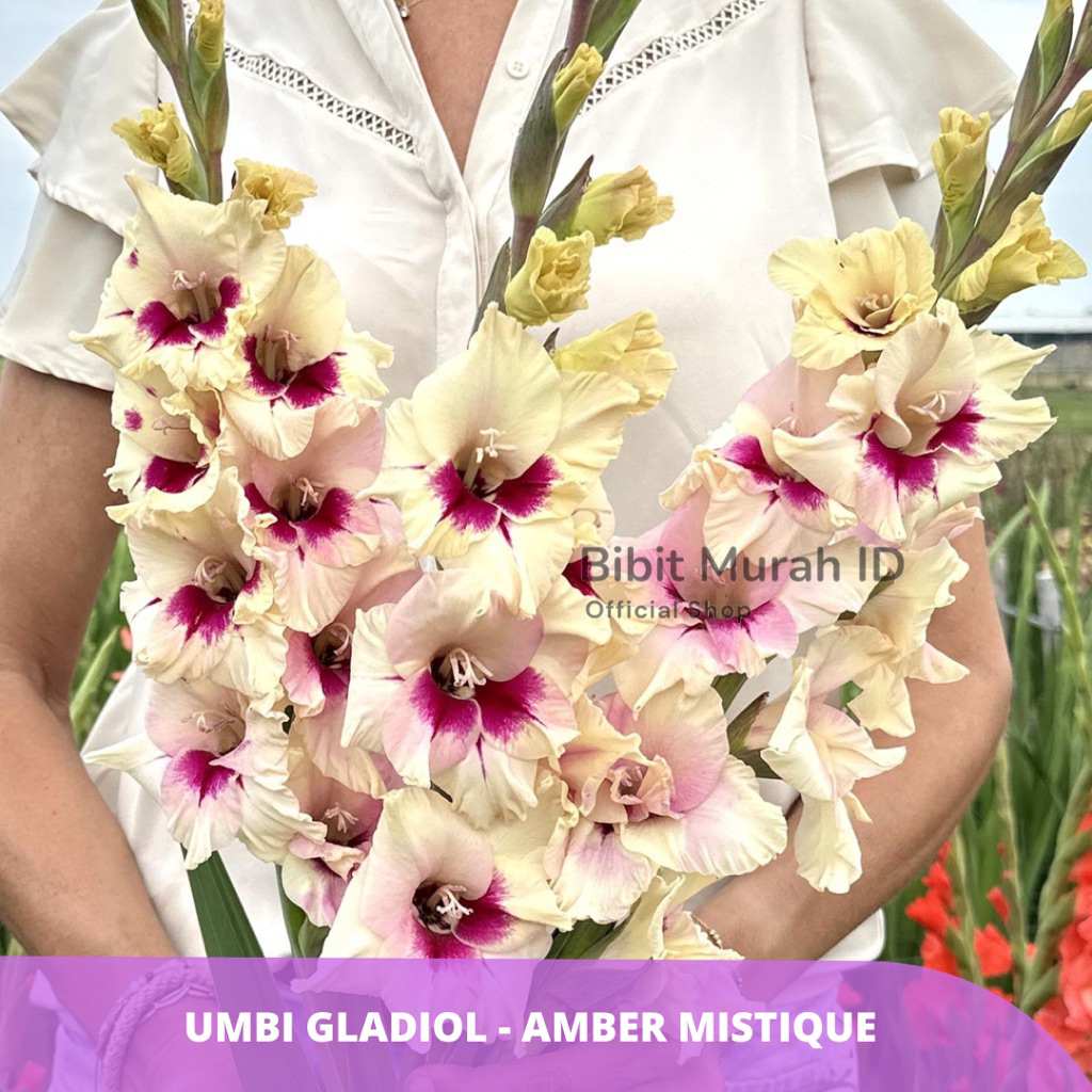 Exclusive | Umbi Gladiol Amber Mistique - Umbi Bunga Gladiol Import dari Belanda