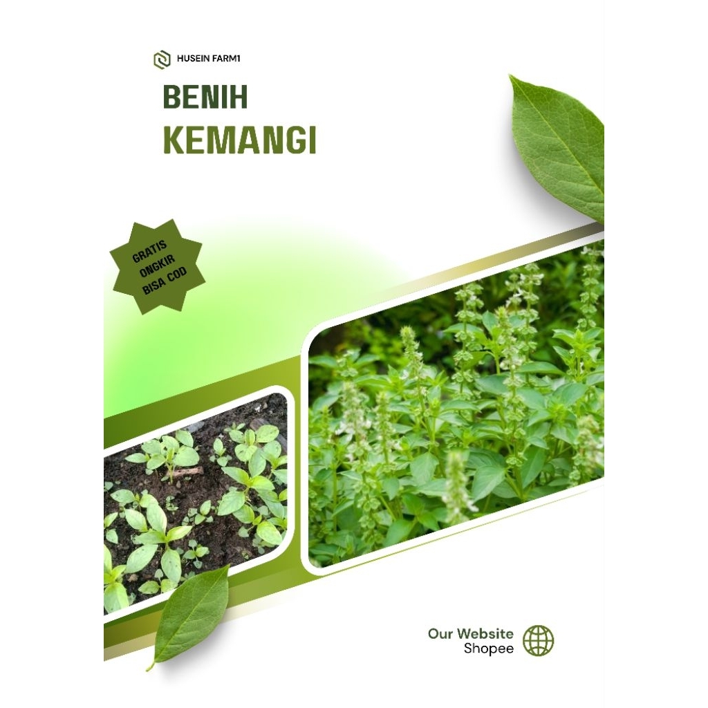 Benih Unggul (1000 biji) Kemangi