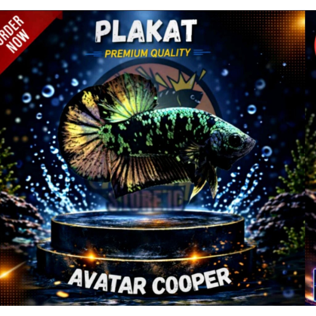 Ikan Cupang Avatar Gold Cooper Rintik - Garansi Hidup, Kualitas Terbaik, Siap Kawin
