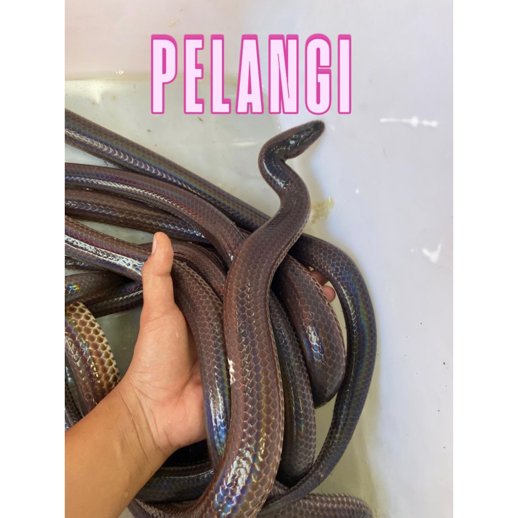 Toys Pelangi | JINAK | COCOK UNTUK PEMULA | MURAH