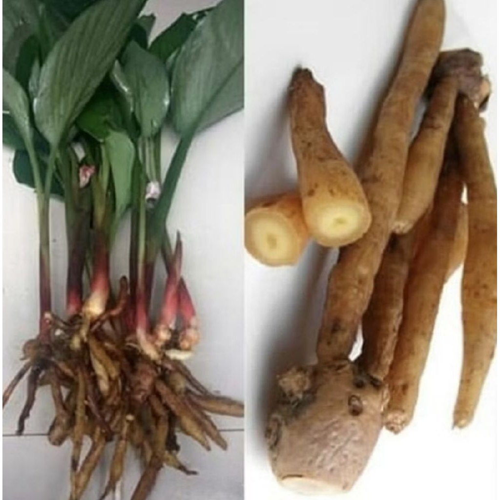 Pohon Temu Kunci/ Tanaman Temu Kunci/ Bibit Tanaman Temu Kunci