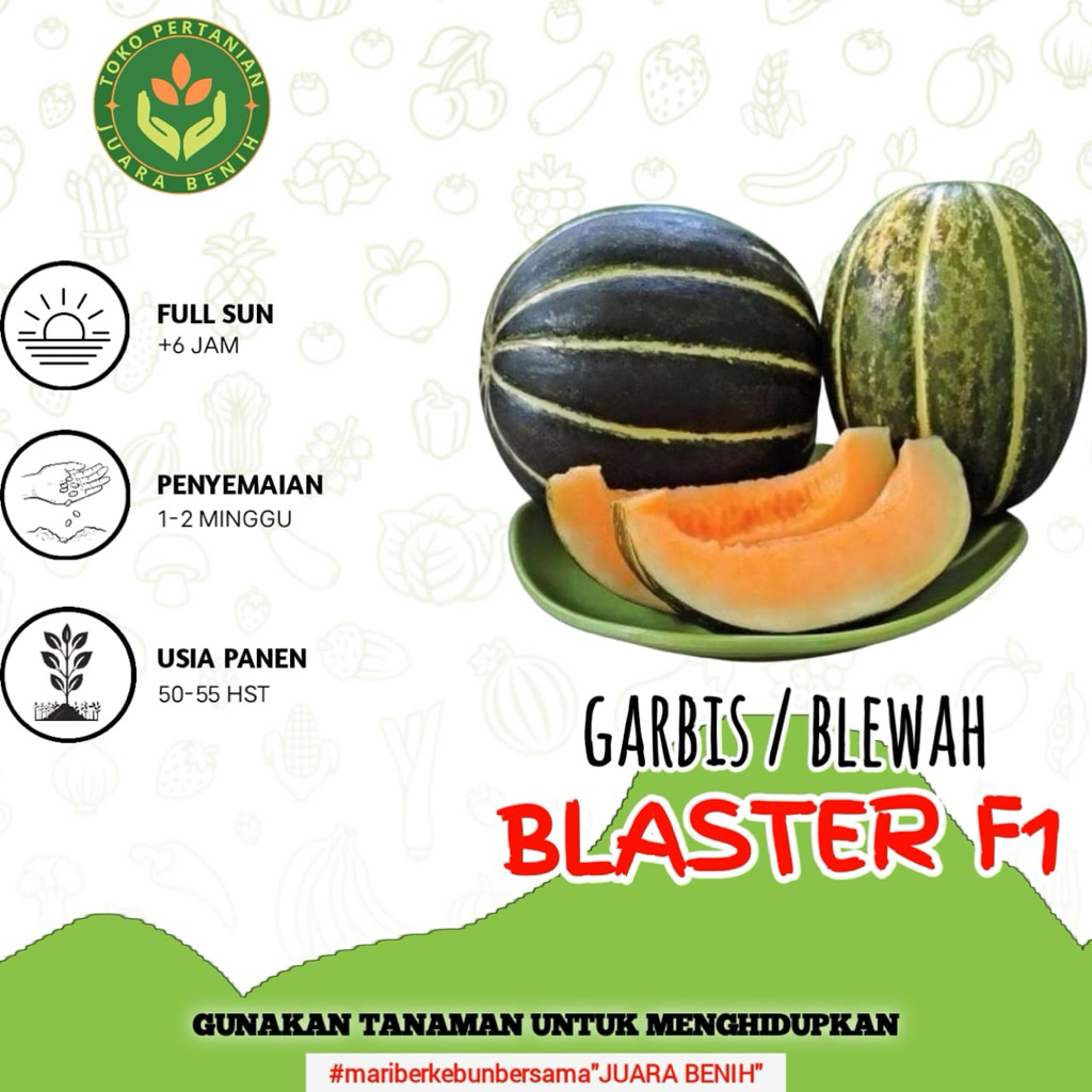 500 Biji Benih Blewah Blaster F1 Hibrida Unggul
