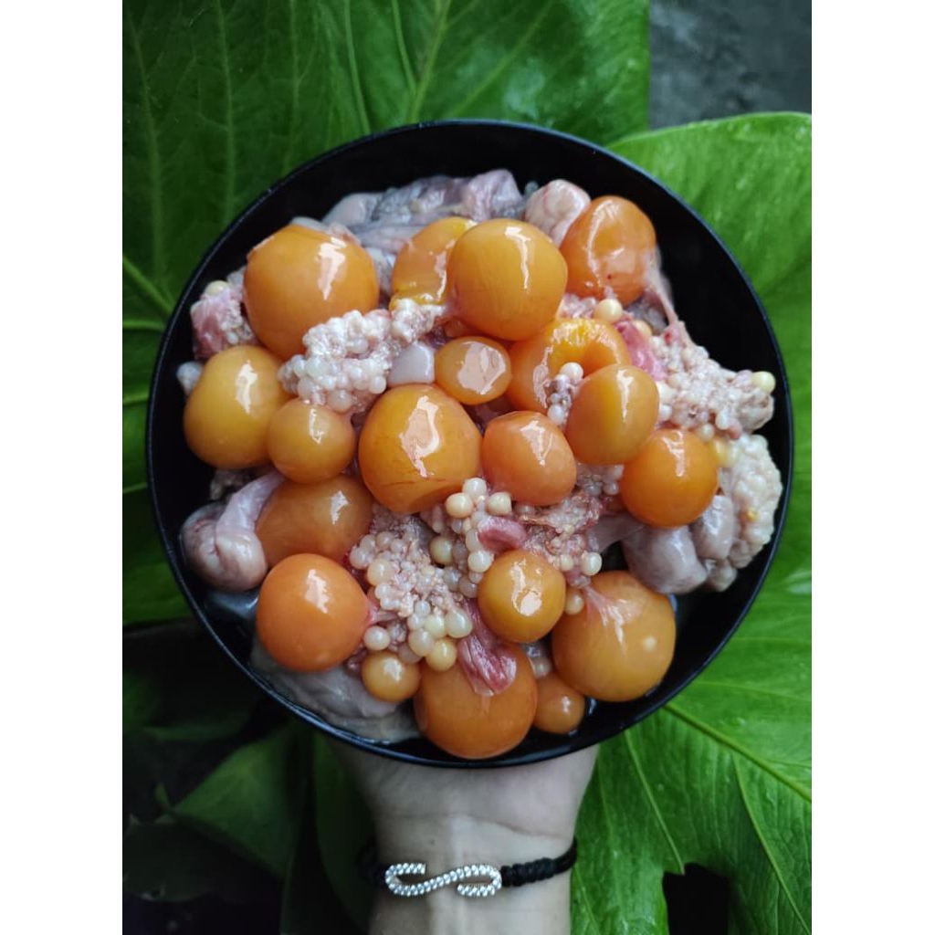 Uritan Telur Ayam 1kg / Telur Ayam Muda 1kg