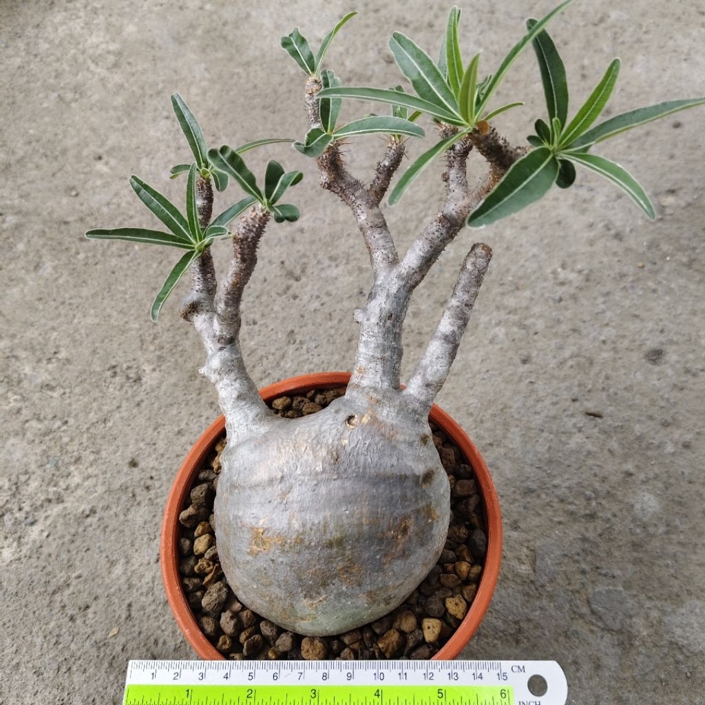 Tanaman Caudiciform Pachypodium gracilius Wild Specimen