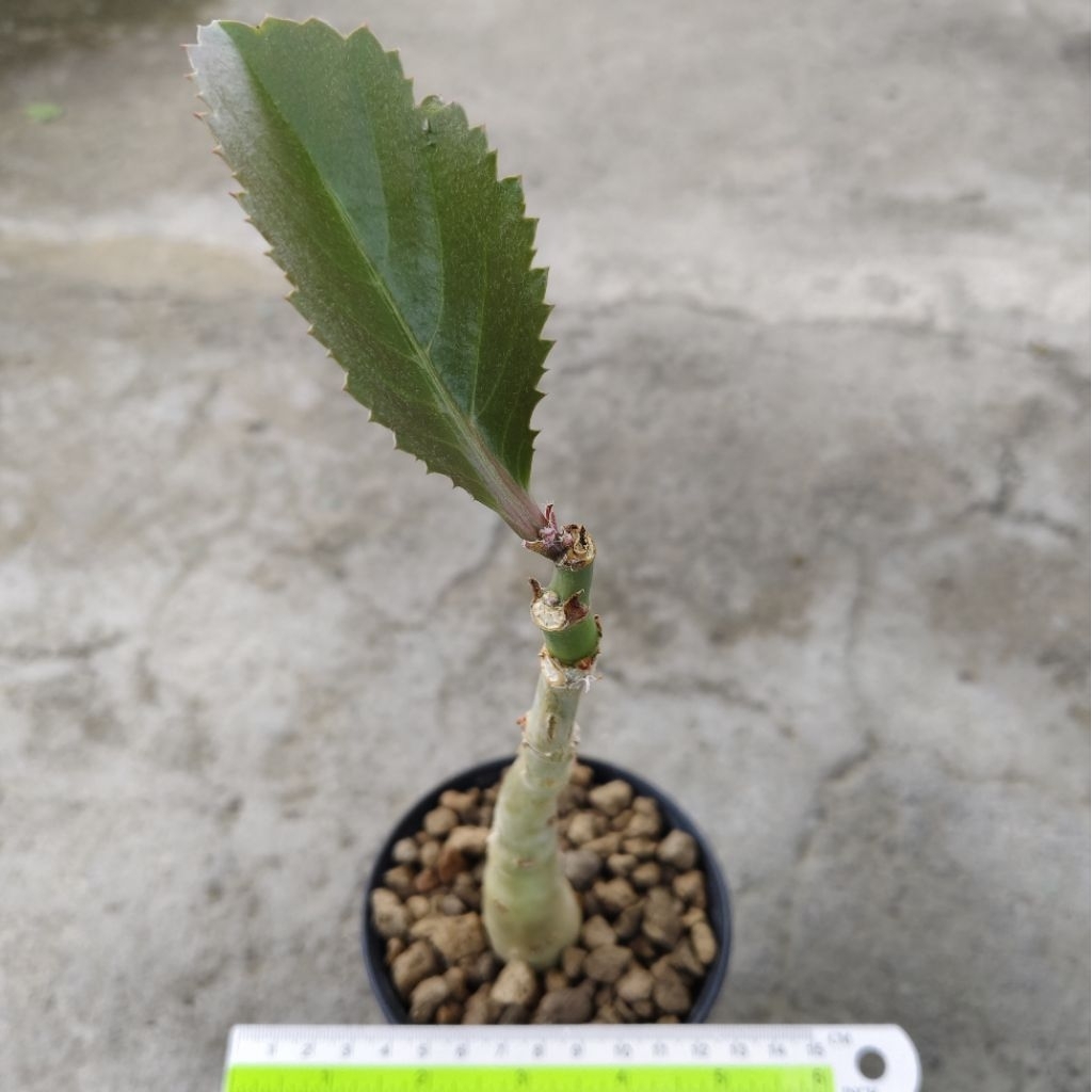 Tanaman Caudex Cyphostemma juttae