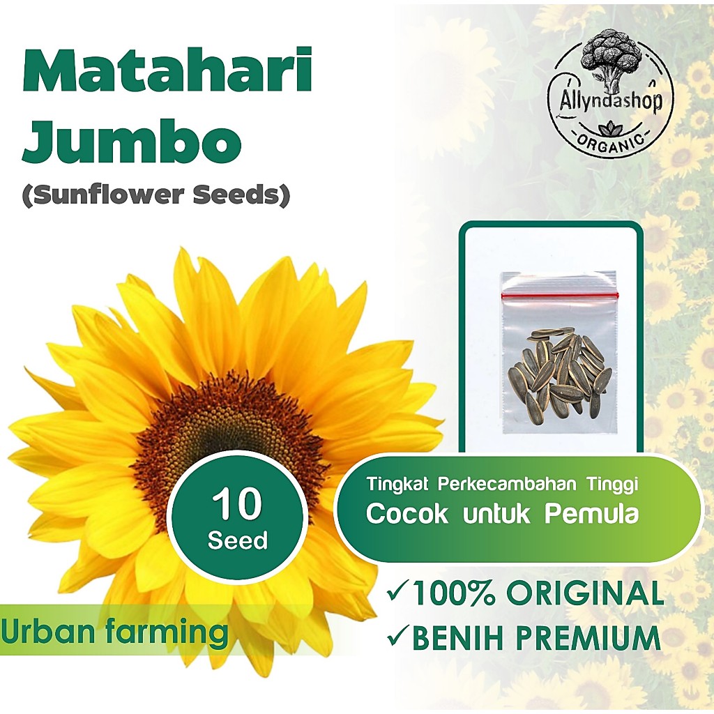 50 Bibit Benih Bunga Matahari Jumbo Unggul