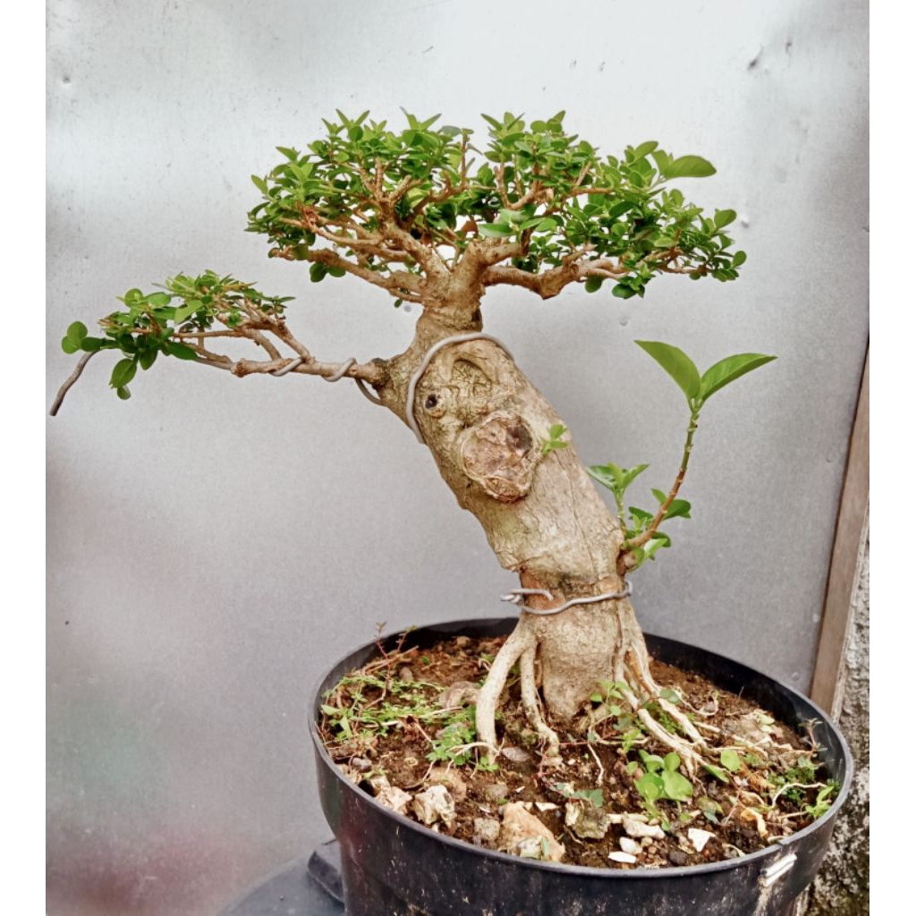 Bonsai sancang small
