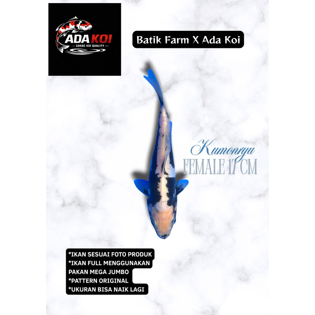 Kumonryu HQ - Ikan Koi Blitar HQ - Koi Blitar - Ikan Koi