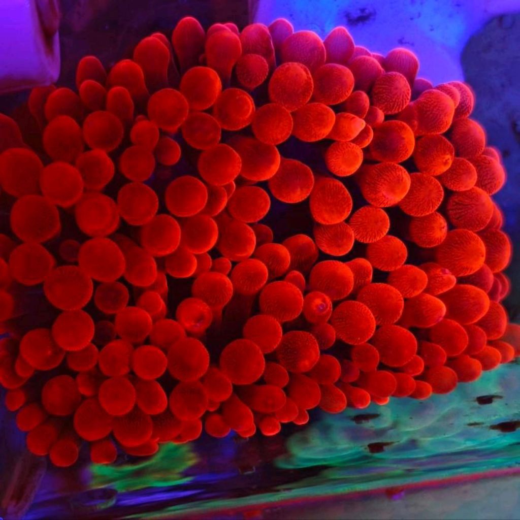 anemon jagung merah sunburst Size M aquarium laut mewah