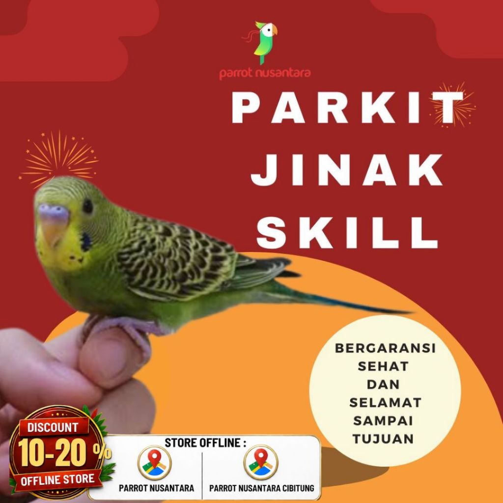 burung parkit Jinak Skill FTM & Boomerang