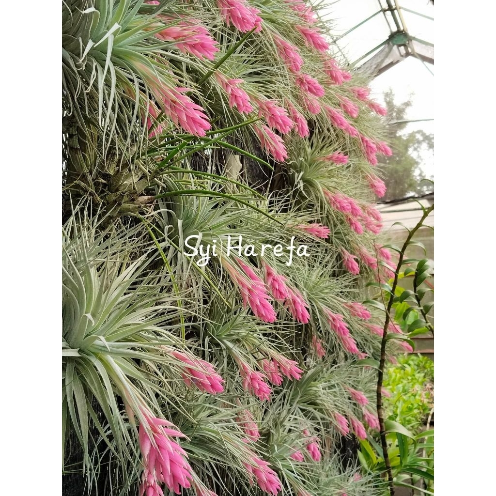 tilandsia houston