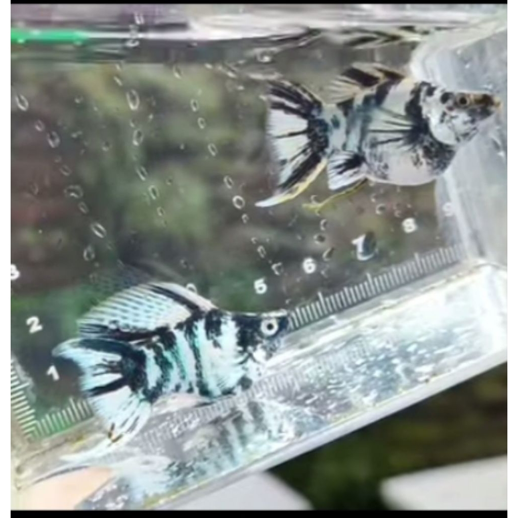 molly balon zebra cawang