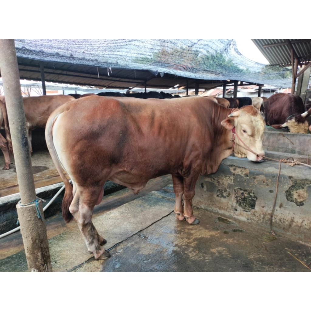Sapi kurban