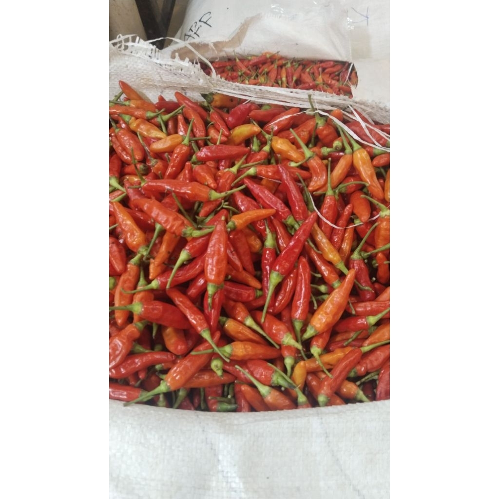 cabe rawit setan ori