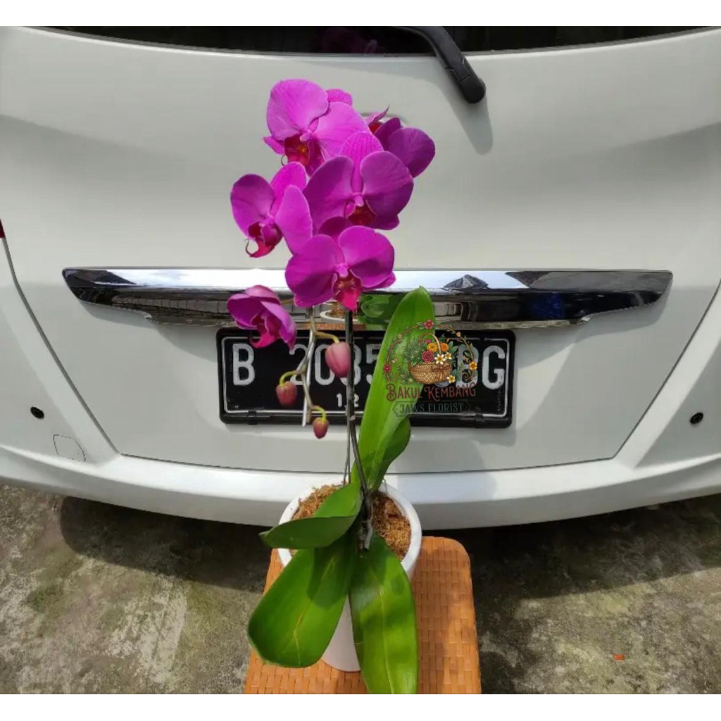 Bunga Anggrek Bulan Fresh (1 Tangkai & Pot)