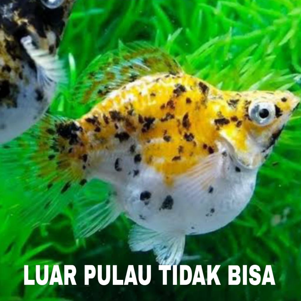 molly CALICO 10 pcs