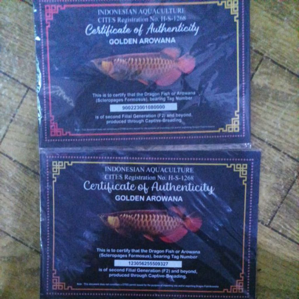 sertifikat Arwana golden red