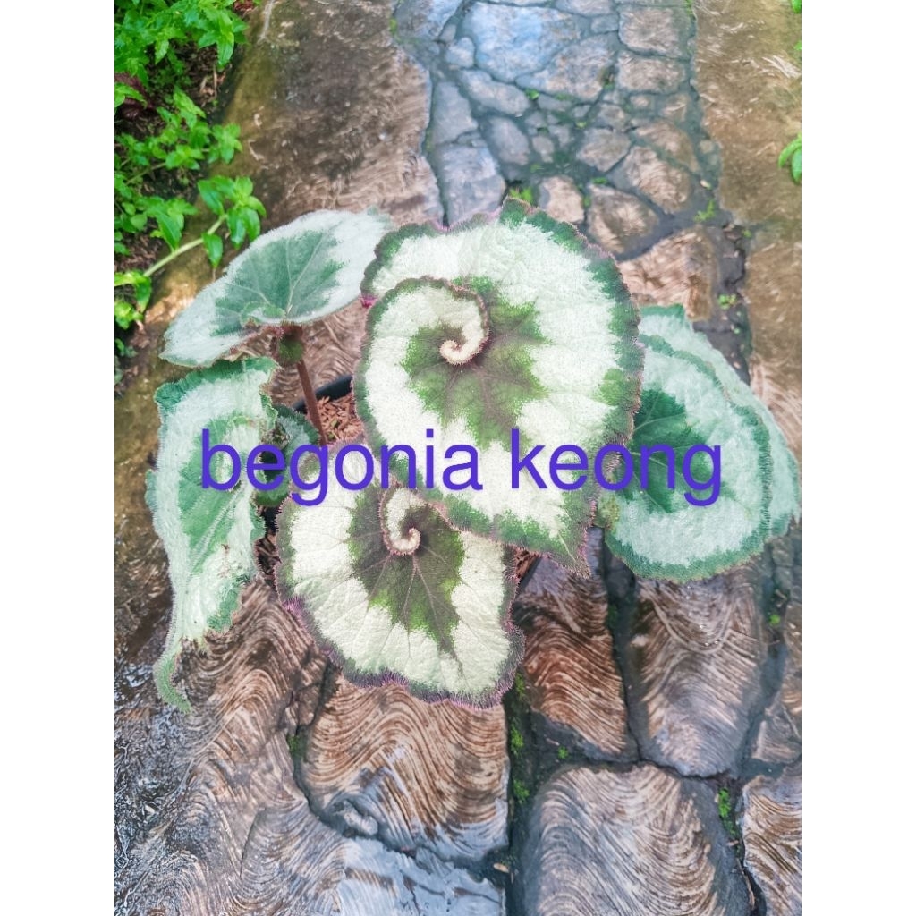 begonia keong