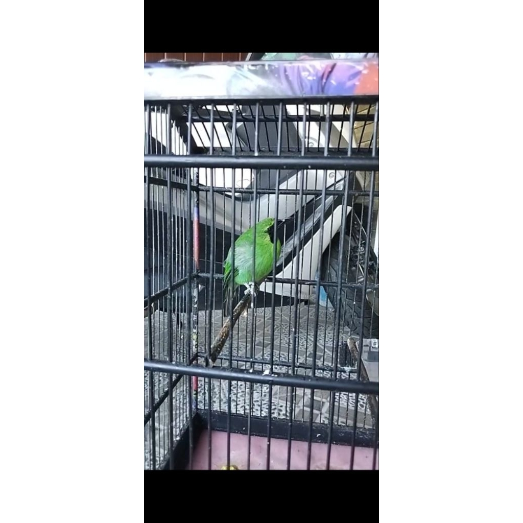 Burung Cak Ijo