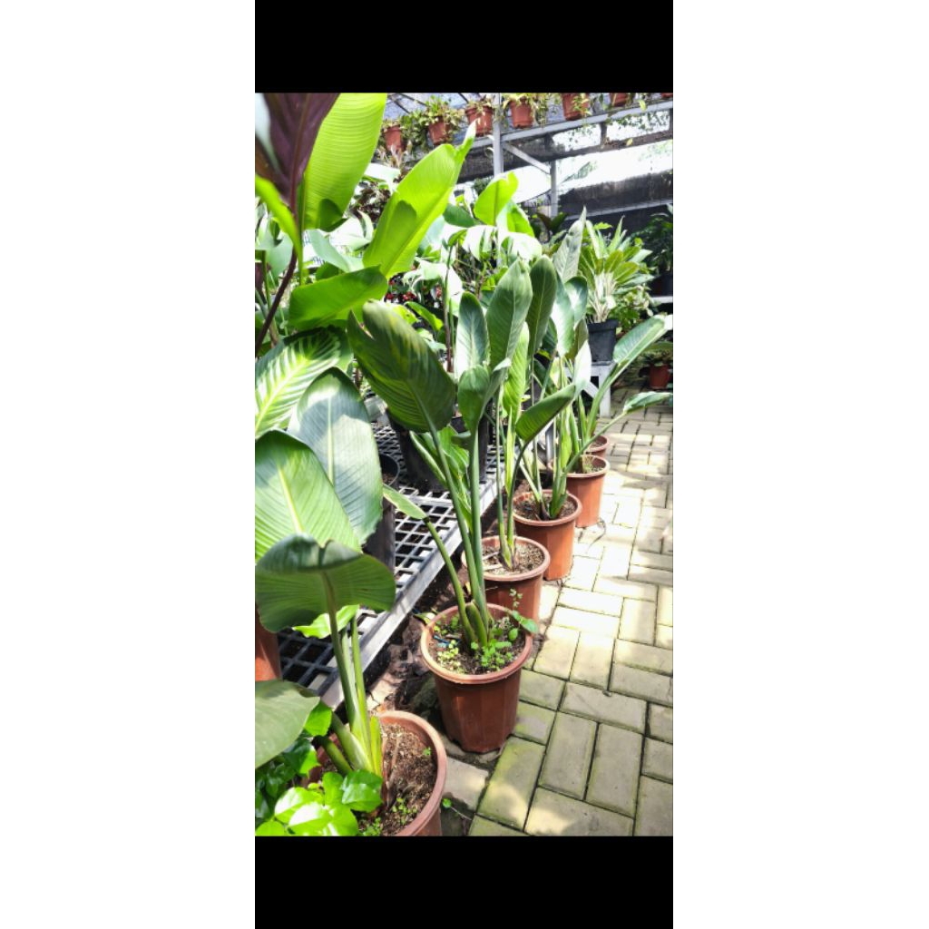 Tanaman Hias Bird Of Paradise BOP Reginae Strelitzia Bunga Warna Orange Ungu Size Besar