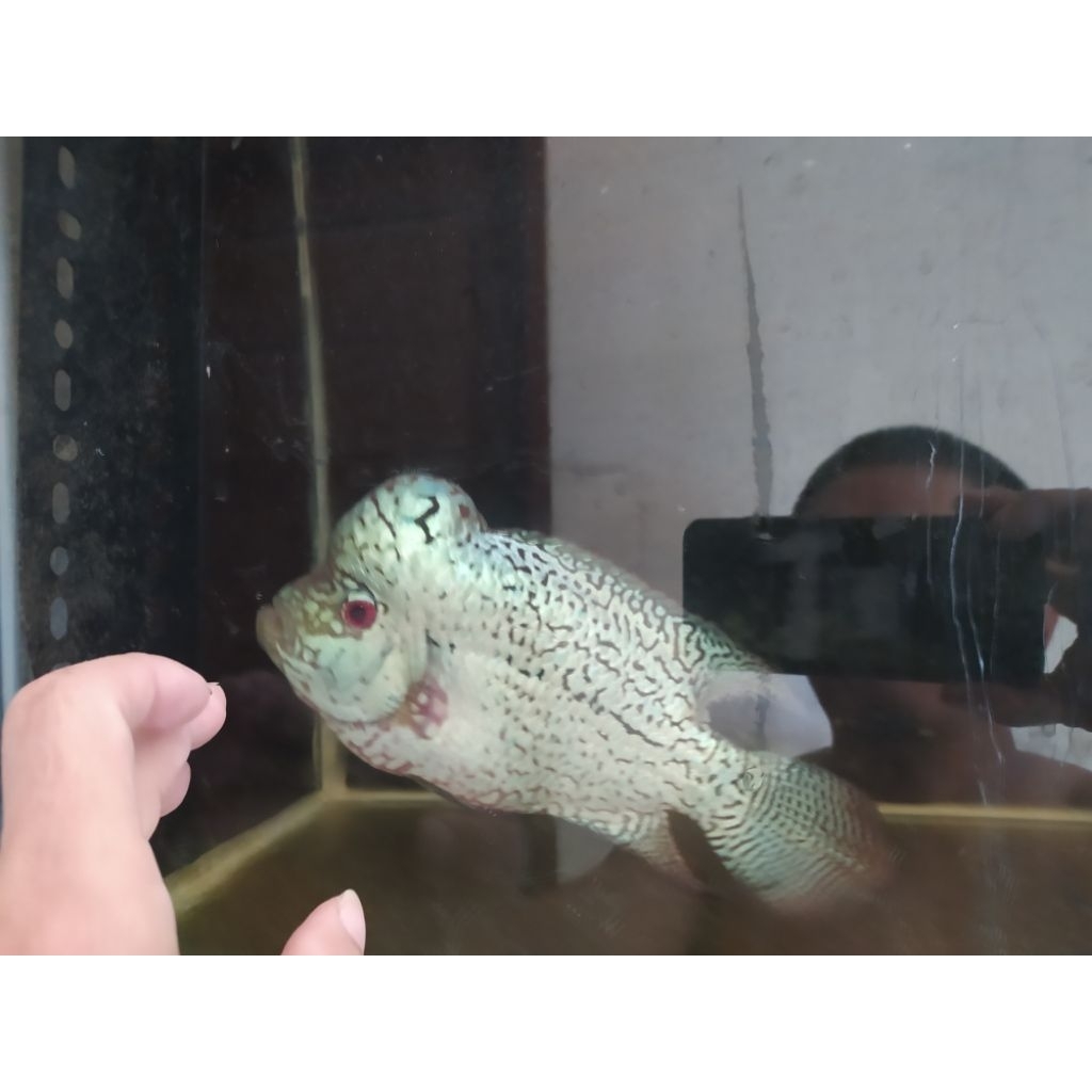 Louhan 13 cm Crosshead Cakep Jenong Indah Lohan Cichlid tankmate Arowana