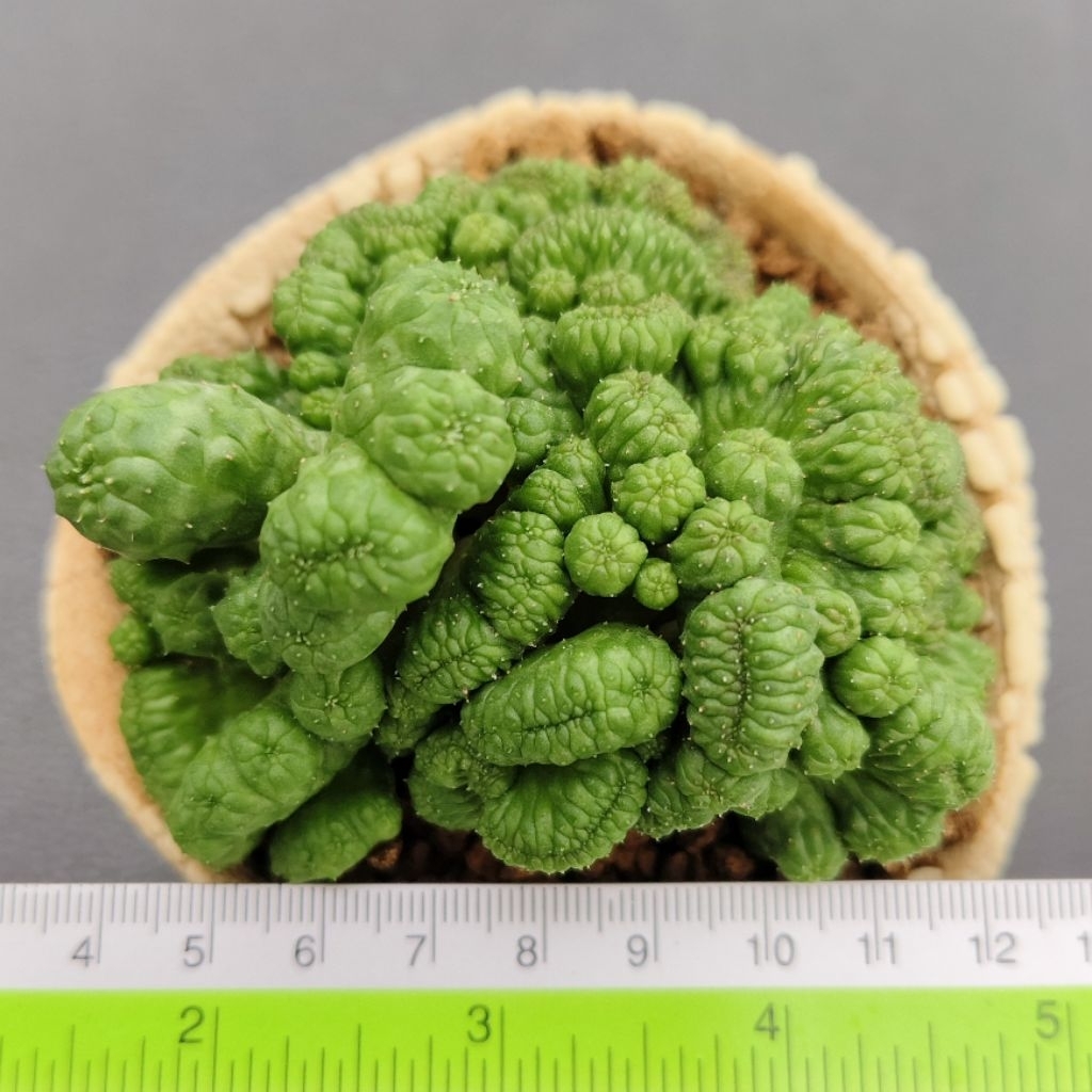 Tanaman Euphorbia obesa crested size besar