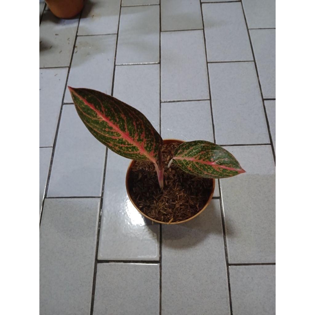 Aglaonema anakan kendedes rumpun 2