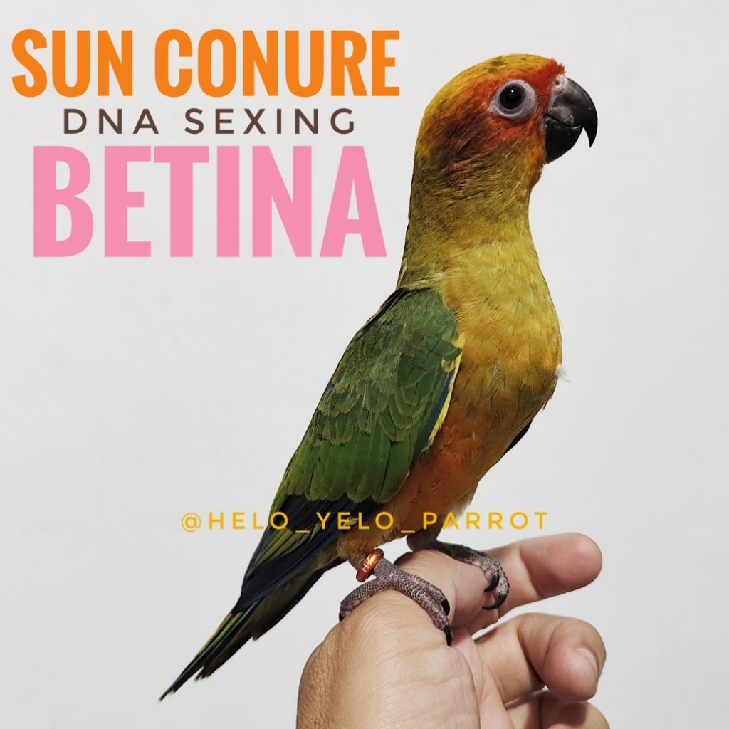 Sun Conure Jinak DNA Sexing JANTAN/BETINA