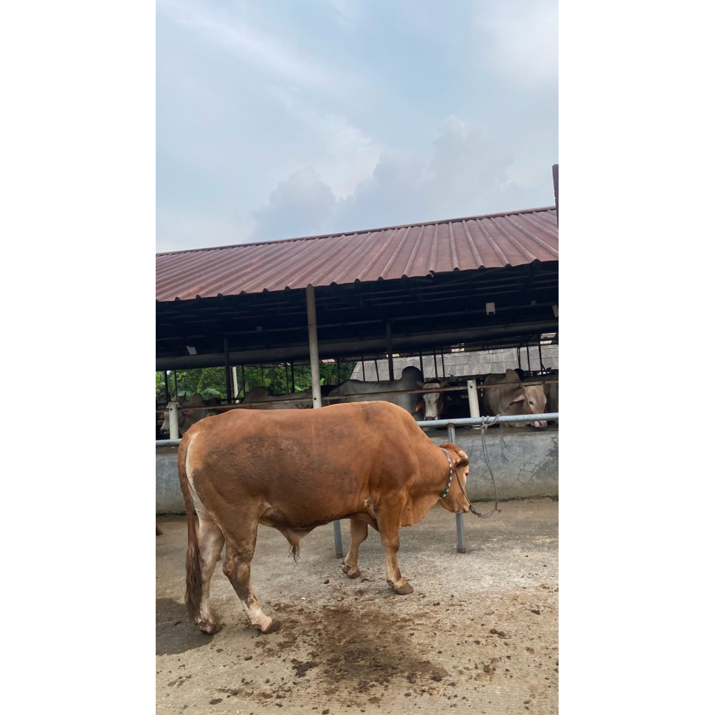 Hewan Qurban Sapi stock 2026