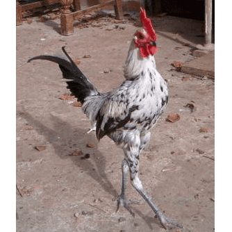 Ayam Kate Asli Bantam Mini MGB Modern Game Jantan