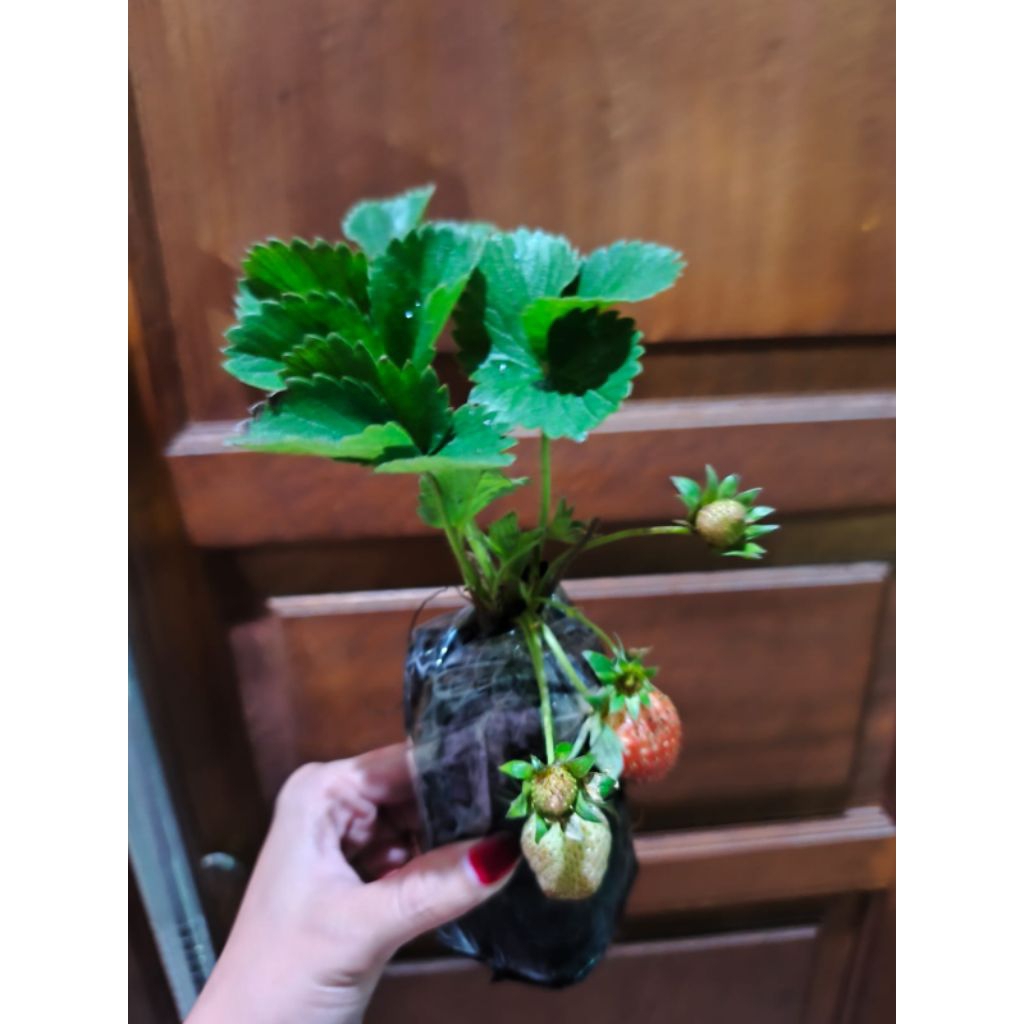 indukan Strawberry sudah berbuah
