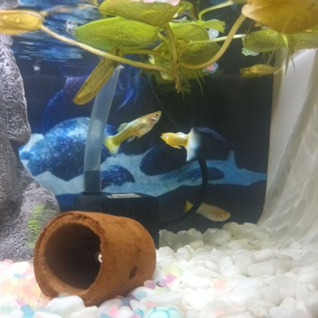 Ikan hias Guppy Gold