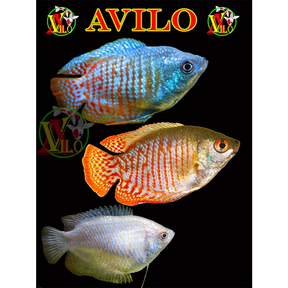 paket ikan hias sepat aulius tralis garis jantan betina size kecil bisa hidup tanpa mesin angin