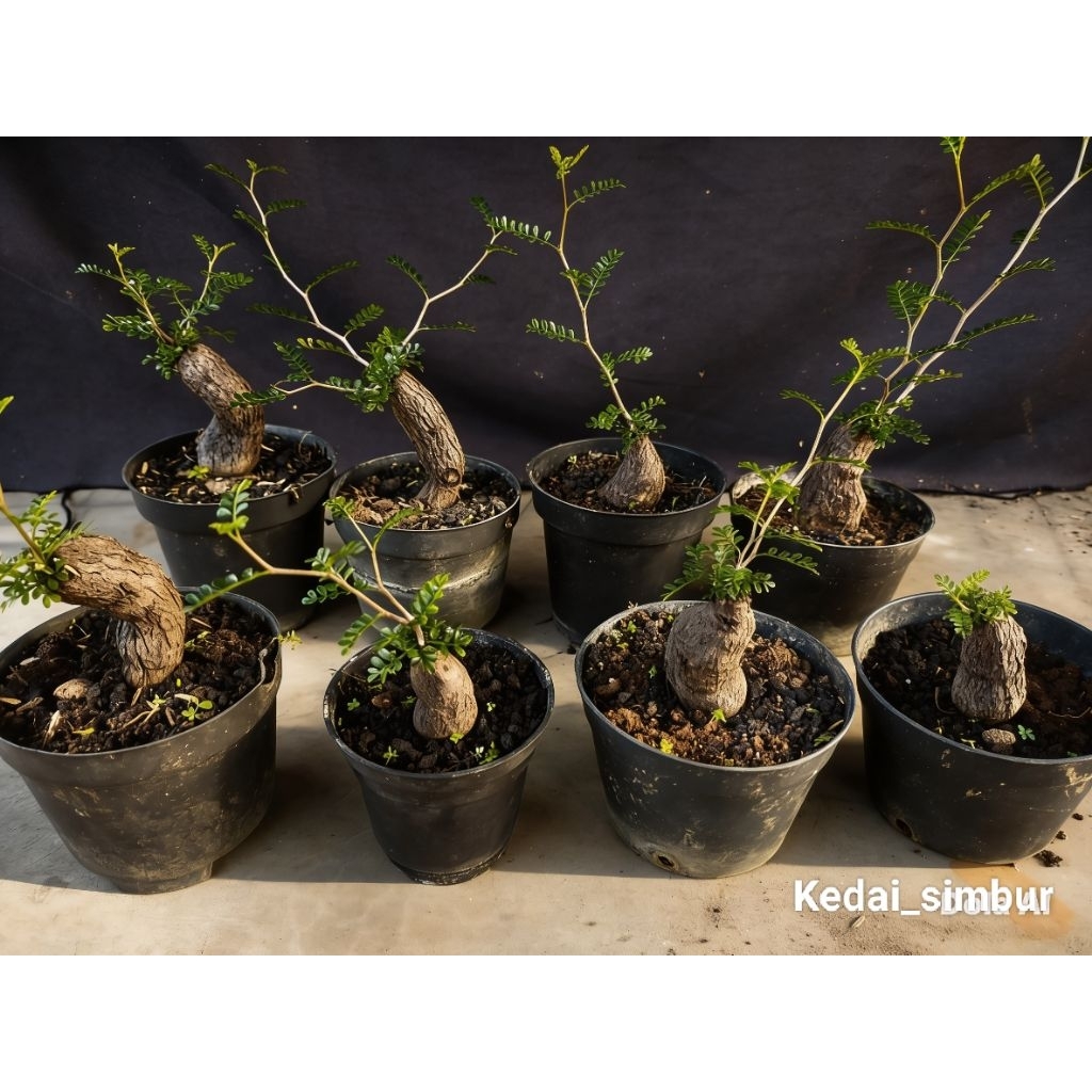 Operculicarya Pachipus Caudex tanaman unik