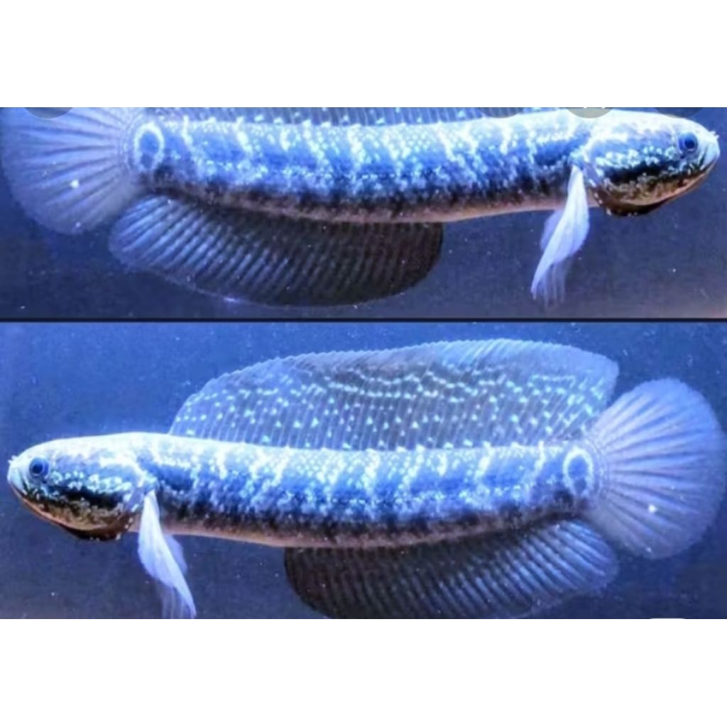 Ikan Asiatica Gondrong WS 16 -20 cm - Lincah, Sehat, Siap untuk Aquarium