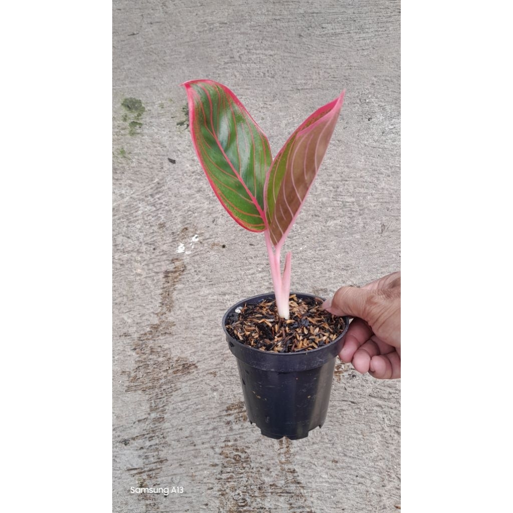 Aglonema Kanza (Size Remaja Daun 2) (2)