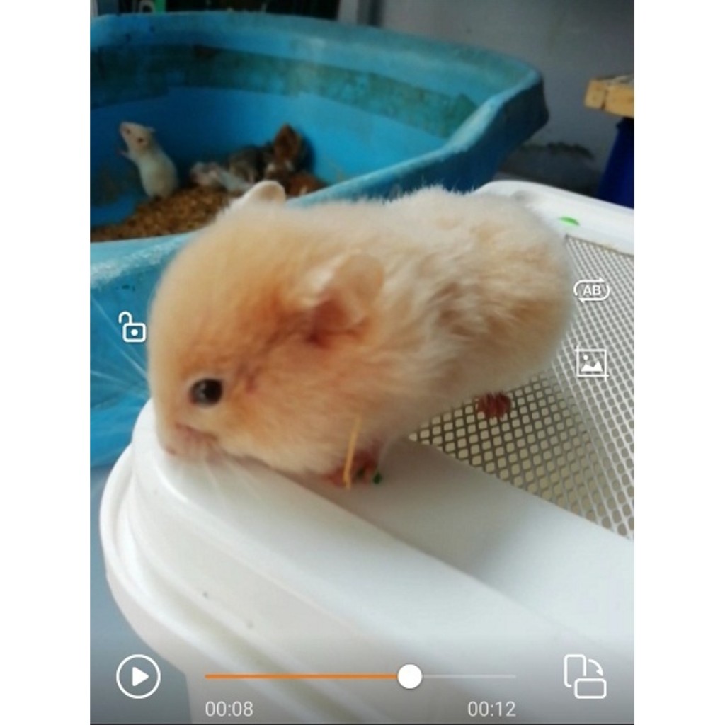 HAMSTER SYRIAN CREAM SATIN SHORT HAIR