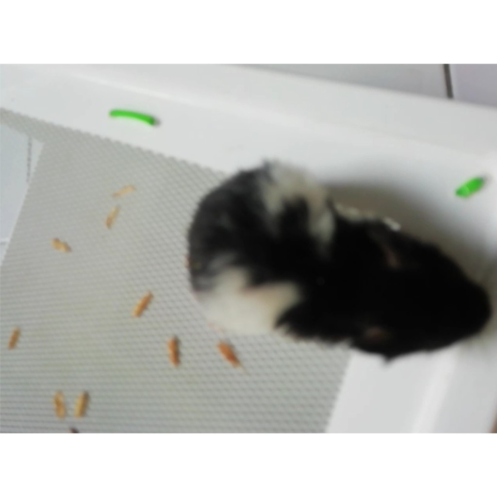 HAMSTER SYRIAN PANDA SHORT HAIR