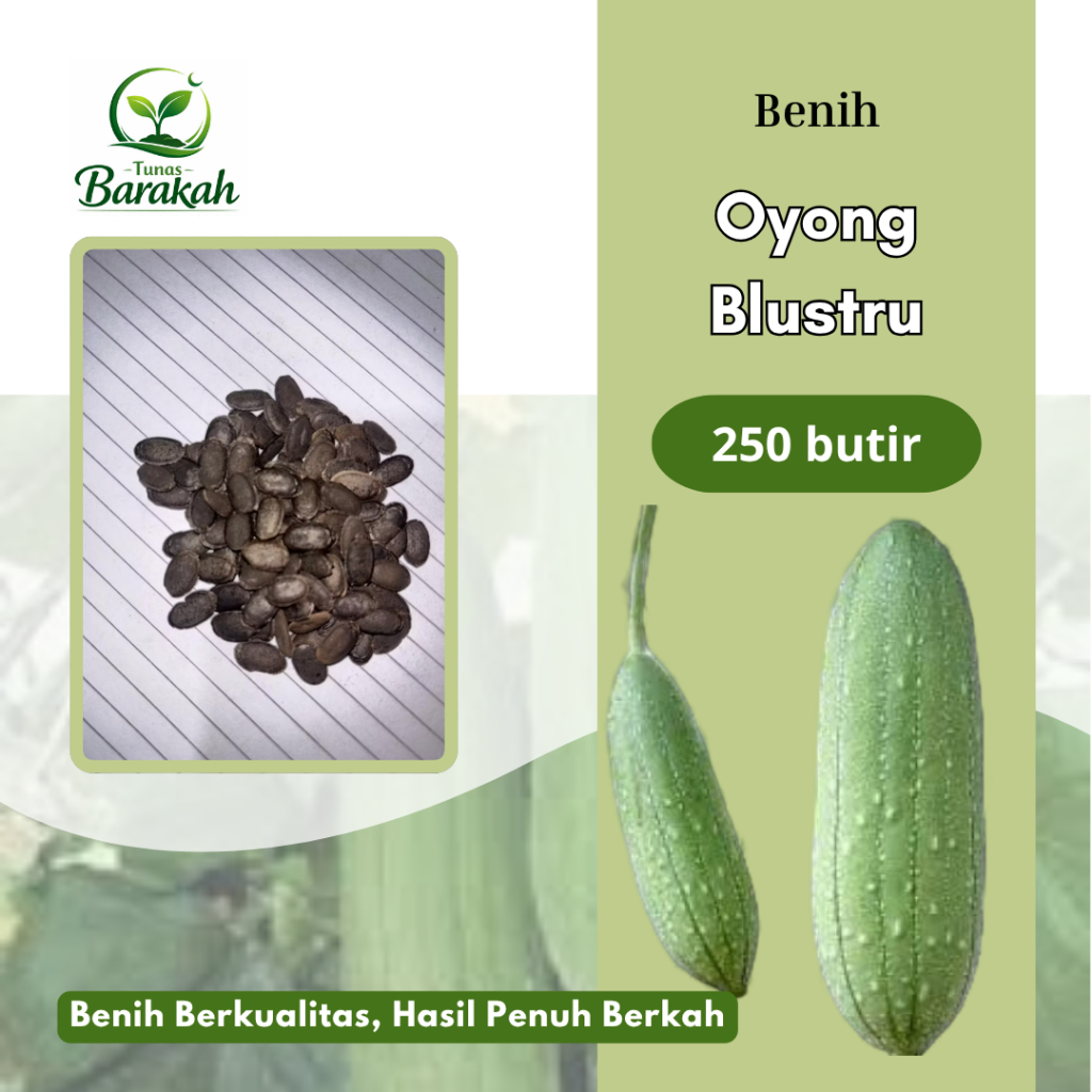 250 butir BENIH OYONG BLUSTRU / OYONG TAIWAN UNGGUL I EXTRA BONUS