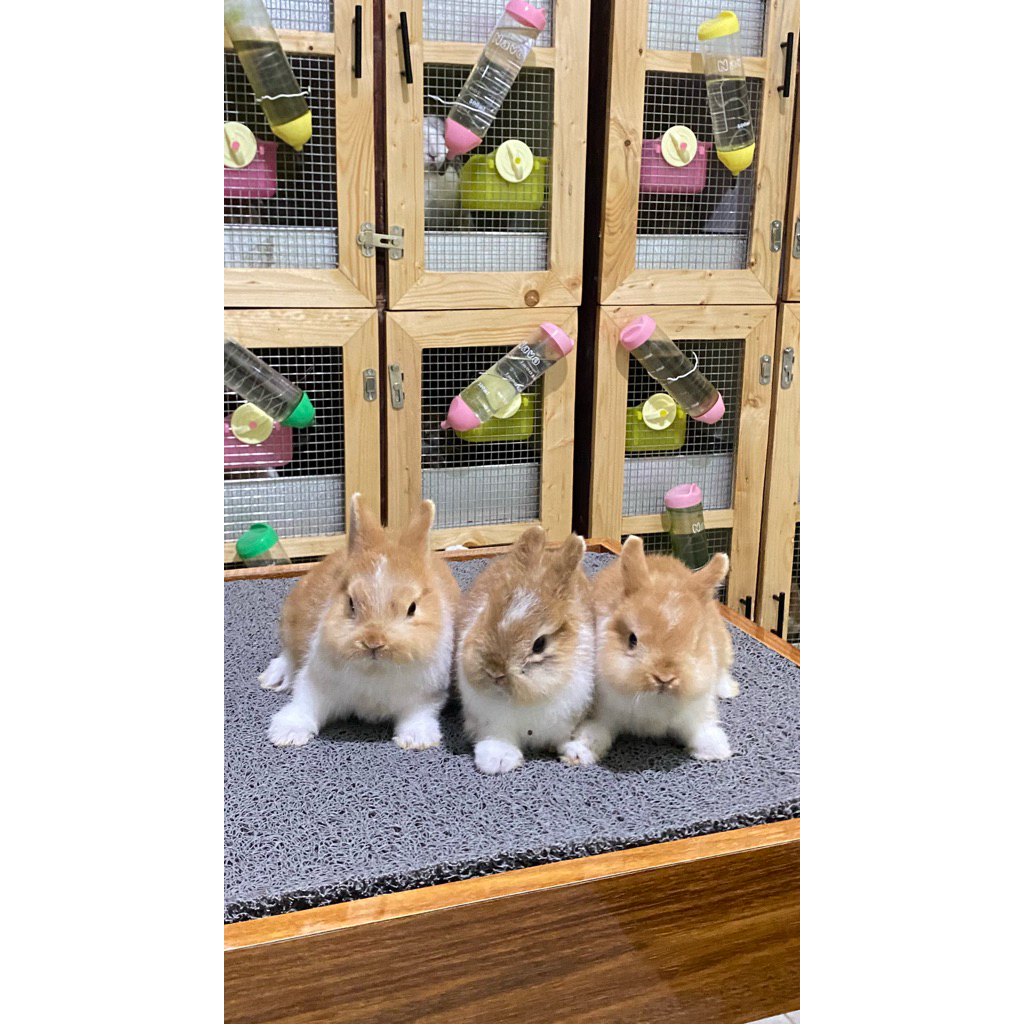 Kelinci Hias Jenis Netherland Dwarf Usia 2-3 Bulan